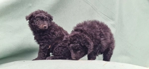 Mudi kiskutyák eladók - kép 8