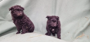 Mudi kiskutyák eladók - kép 10