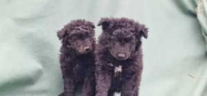 Mudi kiskutyák eladók