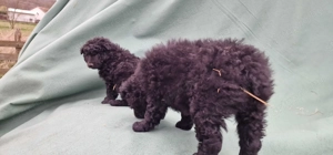 Mudi kiskutyák eladók - kép 6