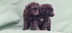 Mudi kiskutyák eladók - kép 2