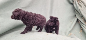 Mudi kiskutyák eladók - kép 7