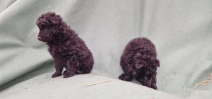 Mudi kiskutyák eladók - kép 11