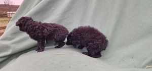 Mudi kiskutyák eladók - kép 9