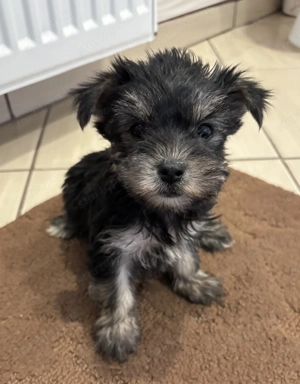 Mini yorki kisfiú és kislány - kép 2