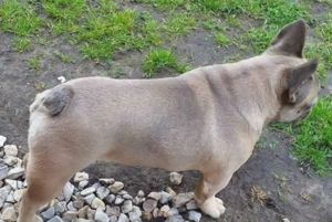Francia bulldog szuka ivartalanitott,5 éves lilac színű. - kép 4