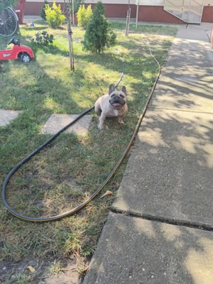 Francia bulldog szuka ivartalanitott,5 éves lilac színű. - kép 2