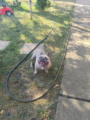 Francia bulldog szuka ivartalanitott,5 éves lilac színű. - kép 3