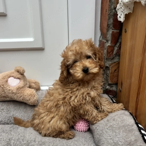 Toy-Törpe uszkár kisfiú gazdiját keresi  - kép 4