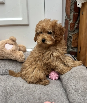 Toy-Törpe uszkár kisfiú gazdiját keresi  - kép 3