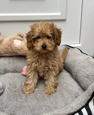 Toy-Törpe uszkár kisfiú gazdiját keresi  - kép 2