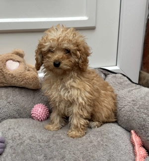 Toy-Törpe uszkár kislány gazdiját várja  - kép 5