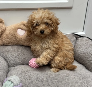 Toy-Törpe uszkár kislány gazdiját várja  - kép 2