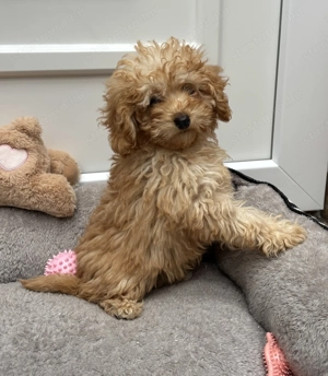 Toy-Törpe uszkár kislány gazdiját várja  - kép 4