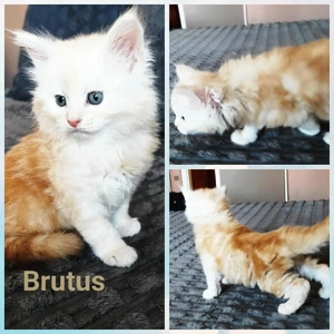 Maine Coon kiscicák