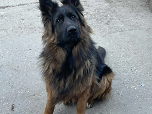 Német juhász németjuhász - kép 3