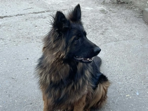 Német juhász németjuhász