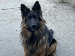 Német juhász németjuhász - kép 2