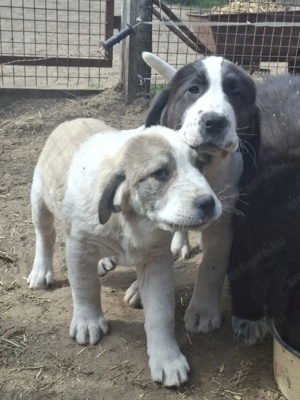 Eladó közép -ázsiai juhász kutyusok - kép 3