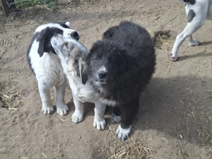 Eladó közép -ázsiai juhász kutyusok