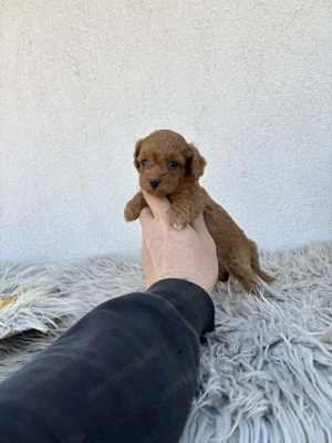 Toy uszkár kislány foglalható