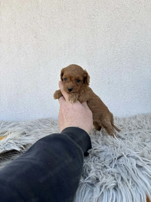 Toy uszkár kislány foglalható - kép 3