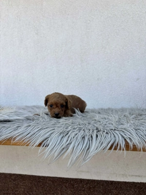 Toy uszkár kislány foglalható - kép 2