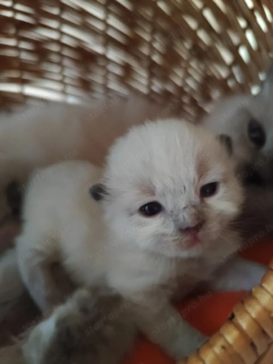 ragdoll cicák foglalhatók