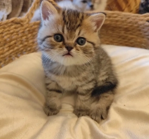 Minőségi brit fiú - kép 2