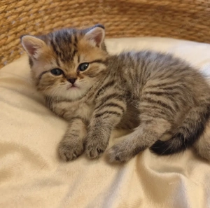 Minőségi brit fiú - kép 4