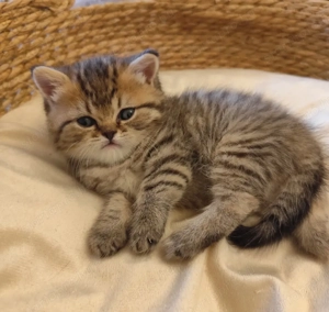 Minőségi brit fiú - kép 3