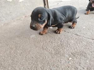 Tacskó kiskutyák  - kép 3