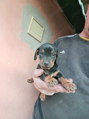 Tacskó kiskutyák  - kép 6