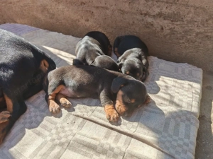 Tacskó kiskutyák  - kép 2