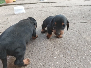 Tacskó kiskutyák  - kép 4