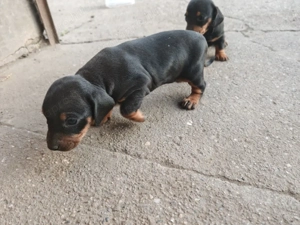 Tacskó kiskutyák  - kép 5