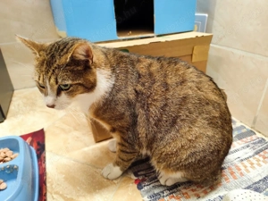 Ingyen elvihető cicák - kép 2