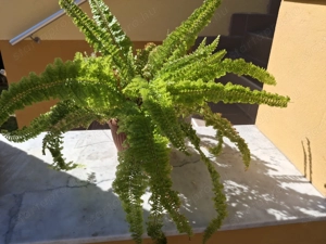 Fodros levelű, több évig nevelgetett, nagyon dús szobapáfrány eladó