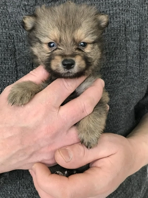 Foglalhatóak,tündéri Spicc, Spitz kiskutyák. 2 lány, 2 fiú. - kép 3