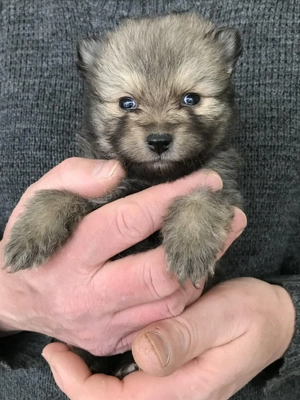 Foglalhatóak,tündéri Spicc, Spitz kiskutyák. 2 lány, 2 fiú. - kép 4