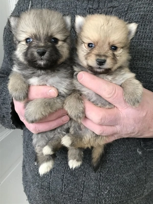 Foglalhatóak,tündéri Spicc, Spitz kiskutyák. 2 lány, 2 fiú. - kép 5