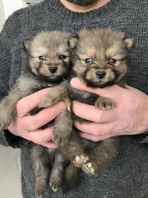 Foglalhatóak,tündéri Spicc, Spitz kiskutyák. 2 lány, 2 fiú. - kép 2