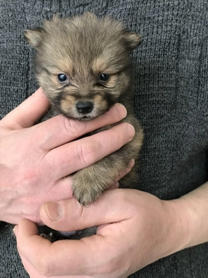 Foglalhatóak, tündéri Spicc, Spitz kiskutyák! 2 lány, és 2 fiú. - kép 3