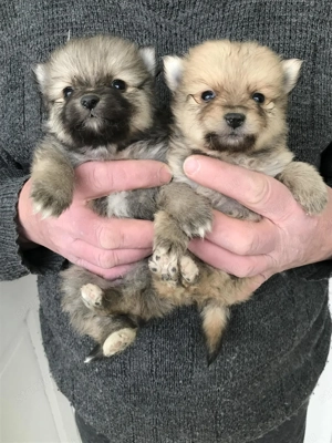 Foglalhatóak, tündéri Spicc, Spitz kiskutyák! 2 lány, és 2 fiú. - kép 5