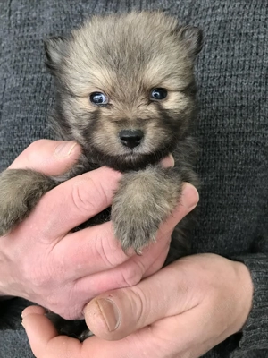 Foglalhatóak, tündéri Spicc, Spitz kiskutyák! 2 lány, és 2 fiú. - kép 7