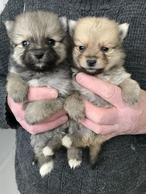 Foglalhatóak, tündéri Spicc, Spitz kiskutyák! 2 lány, és 2 fiú. - kép 8