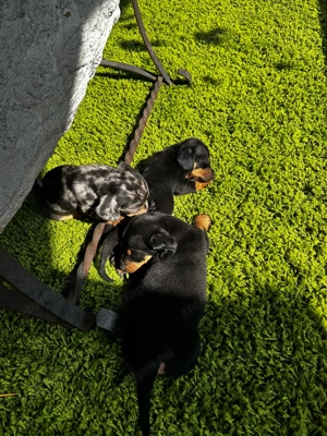 Törpetacskók - kép 2