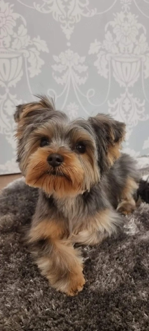 yorkshire terrier fedezo kan  - kép 3