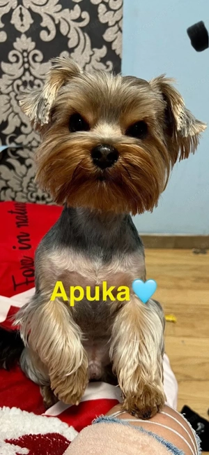 yorkshire terrier fedezo kan 