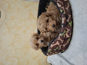 Uszkár jellegű.málltipo fajta kisfiúk